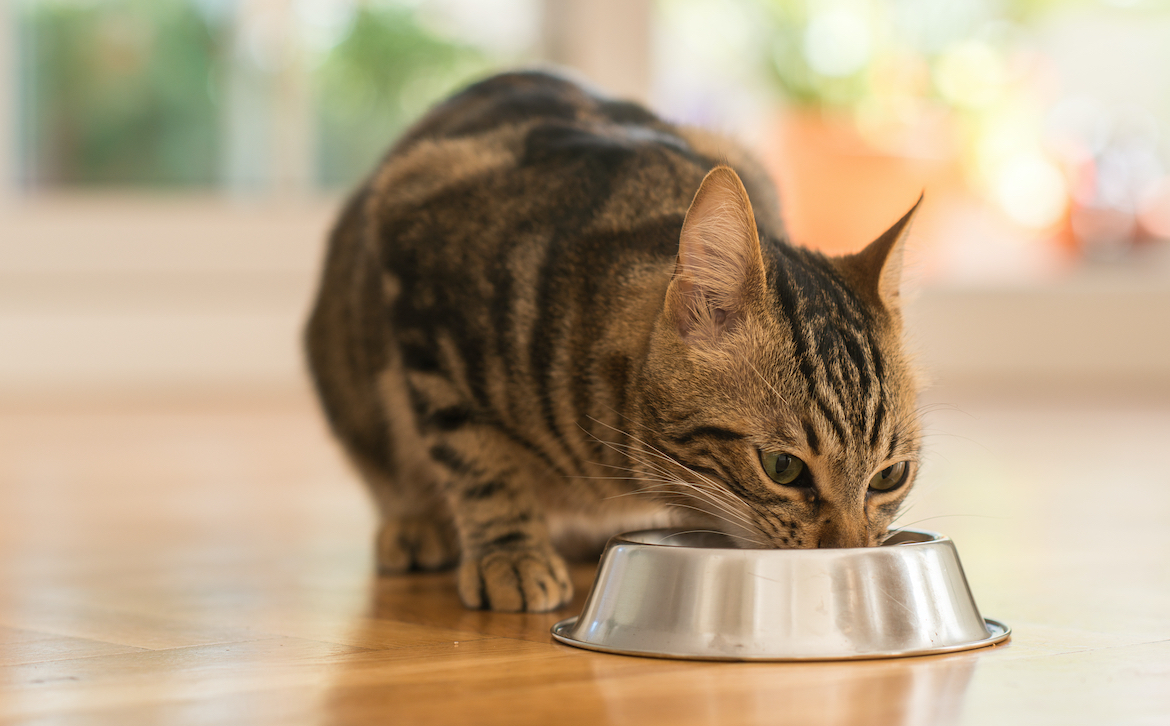 Possono i gatti mangiare il riso?